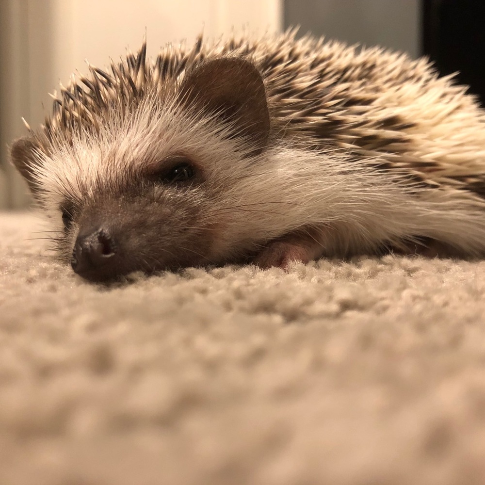 Meet your Posher, Kirsten